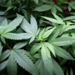 Medicinal Marijuana Progress