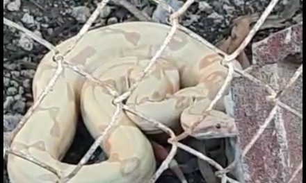Concern over snake smuggled into country