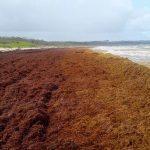 Environment Minister to Barbadians: Stop Removing Sargassum