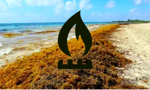 UWI Seeks to Use Sargassum Seaweed to Make Natural Gas