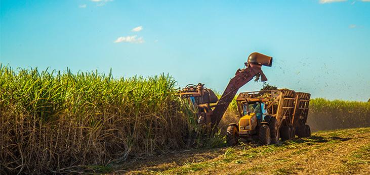 Private Investors Bid To Take Over B’dos Sugar Industry