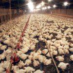 Supermarkets await chicken shipment