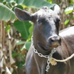 Cow dilemma/many claim ownership of “stolen” animal
