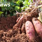 Farmer at Spencer’s Sounds Alarm After Thieves Plunder Fields in Christ Church