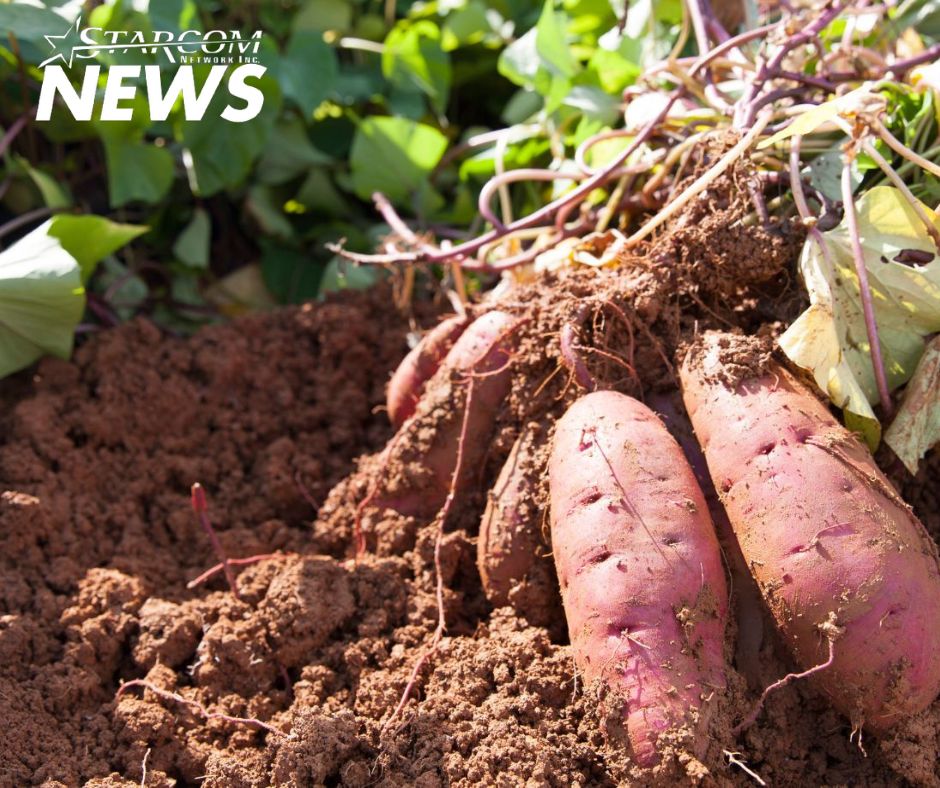 Farmer at Spencer’s Sounds Alarm After Thieves Plunder Fields in Christ Church