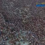 Crab Movement on Beaches a Natural Phenomenon, Says Brewster