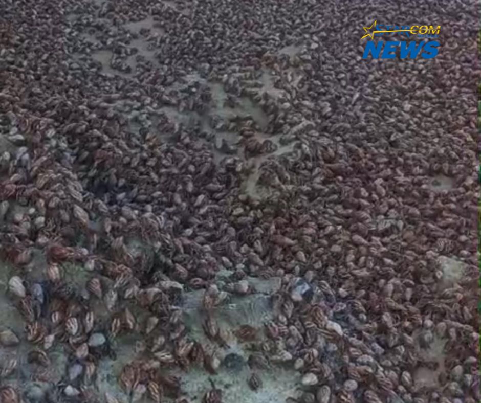 Crab Movement on Beaches a Natural Phenomenon, Says Brewster