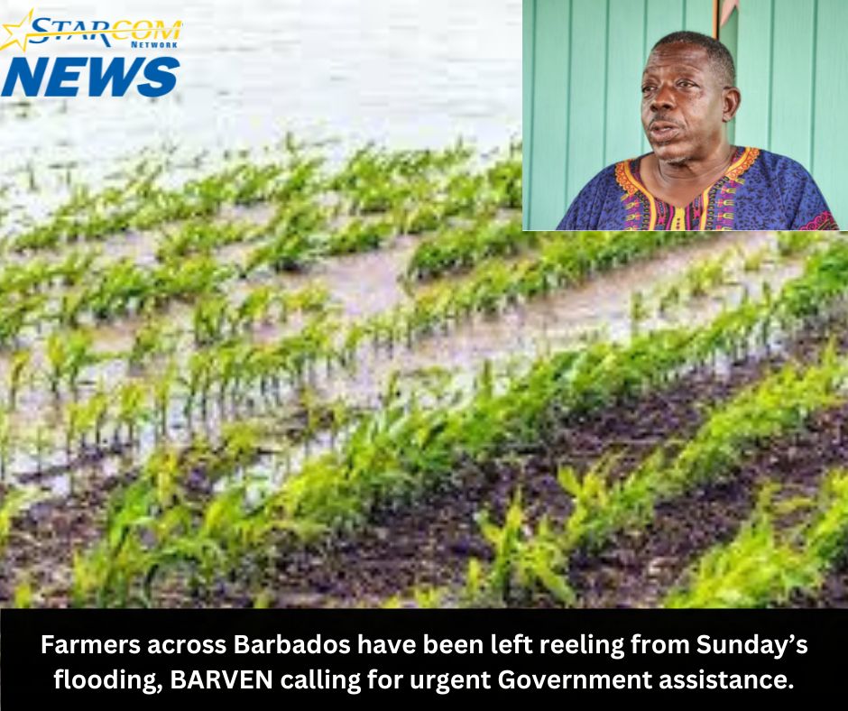 Farmers across Barbados have been left reeling from Sunday’s flooding, BARVEN calling for urgent Government assistance